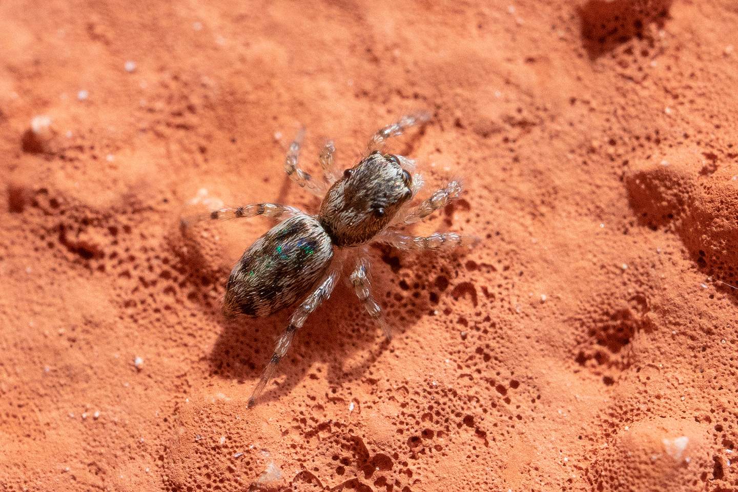 Saitis barbipes e Salticus sp., giovani - Portovenere (SP)